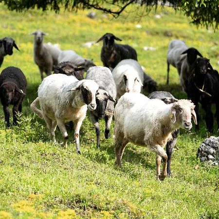 Wimbachlehen Lägenhet Ramsau bei Berchtesgaden Exteriör bild